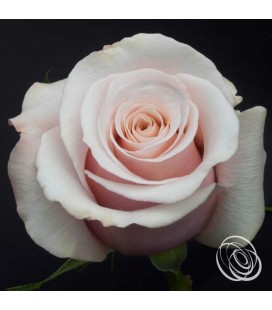 Rose Equateur Mother of pearl 50 
