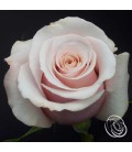 Rose Equateur Mother of pearl 50 