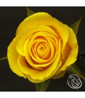 Rose equateur Brighton 50 cm 