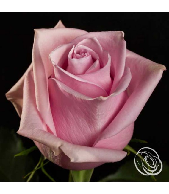 Rose equateur Nautica 50 cm 