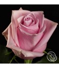 Rose equateur Nautica 50 cm 