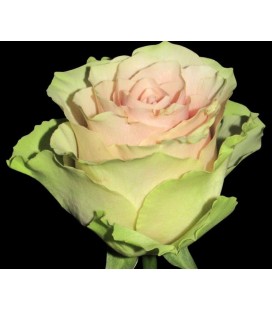 Rose Equateur Frutteto 60 cm x25