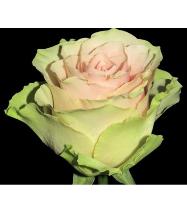 Rose equateur Frutteto 50 cm 