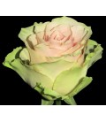 Rose Equateur Frutteto 60 cm x25