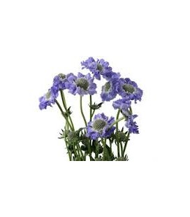 Scabieuse Staefa 65 cm