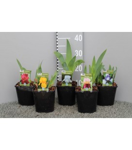 Iris Germanica Pot de 13