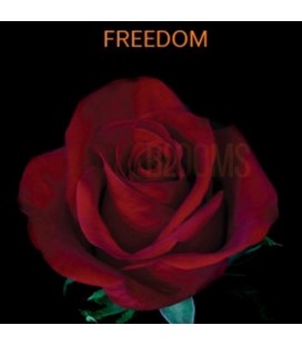 Rose Equateur  Freedom 50 cm X 25