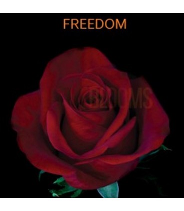 Rose Equateur  Freedom 50 cm