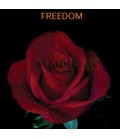 Rose Equateur  Freedom 50 cm