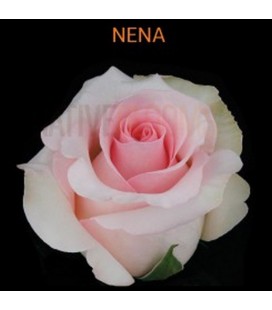 Rose Equateur Nena 50 Cm