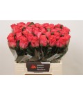 Rose Pink Tacazzi 50 cm