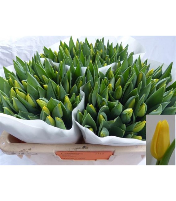 Tulipe Yellow 