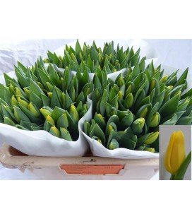 Tulipe Yellow 