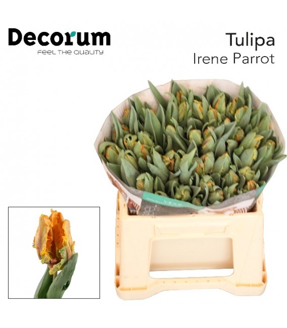 Tulipe irene Parrot