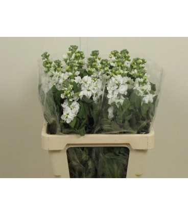 Giroflée Phant White