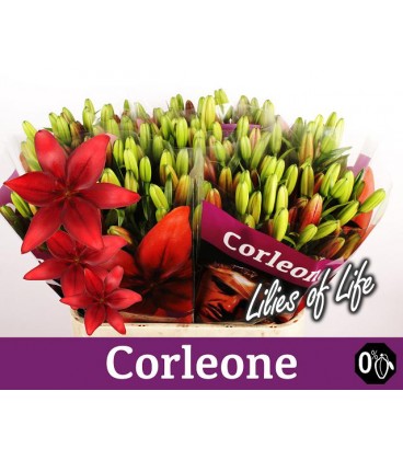 Lys Corleone