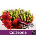 Lys Corleone
