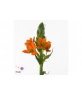 Ornithogalum Magic star 55 cm