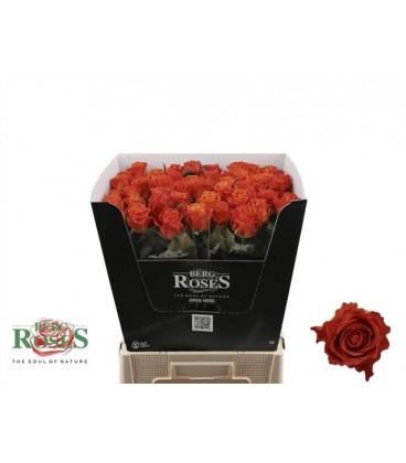 Rose Clarence 70 cm