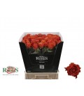 Rose Clarence 70 cm