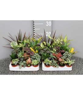 Plantes verte mini pot de 5 x 20