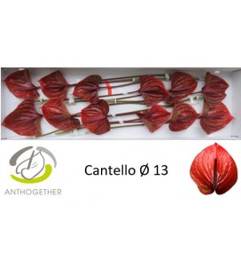 Anthurium Cantello x 12