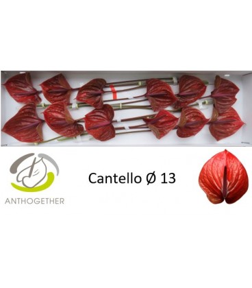 Anthurium Cantello x 12