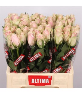 Rose Pink Athena 60 cm