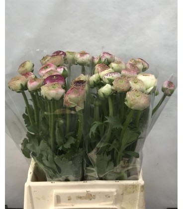 Renoncule azur Pink stripe 