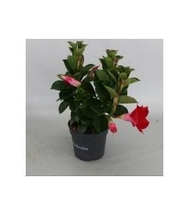 Dipladenia  rouge pot de 10.5