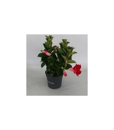 Dipladenia  rouge pot de 10.5