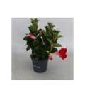 Dipladenia  rouge pot de 10.5