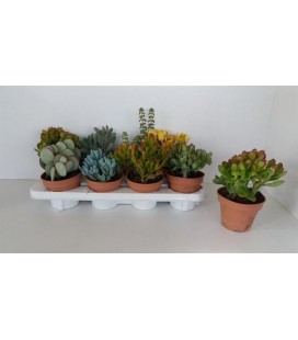Plantes grasses mix pot de 12