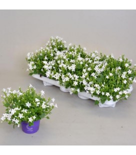 Campanule blanche Ice pot de 11