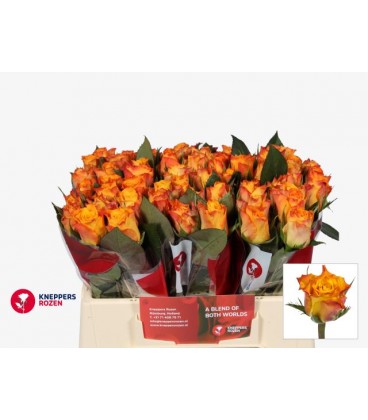 Rose Marie Claire 35 cm
