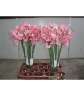 Pois de senteur susnch pink 35 cm