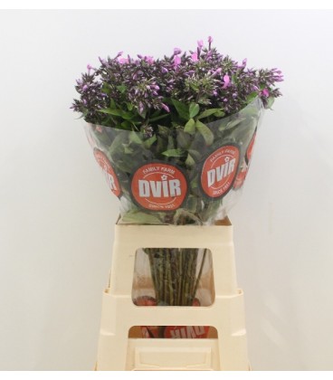 Phlox Micka 70 cm