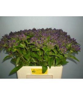 Campanule Gl Superba 