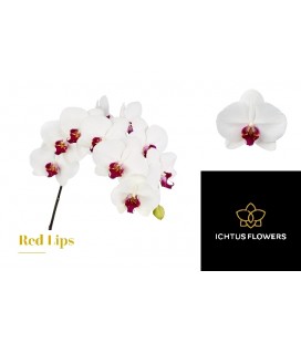 Phalaenopsis Red Lips x 45