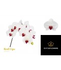 Phalaenopsis Red Lips