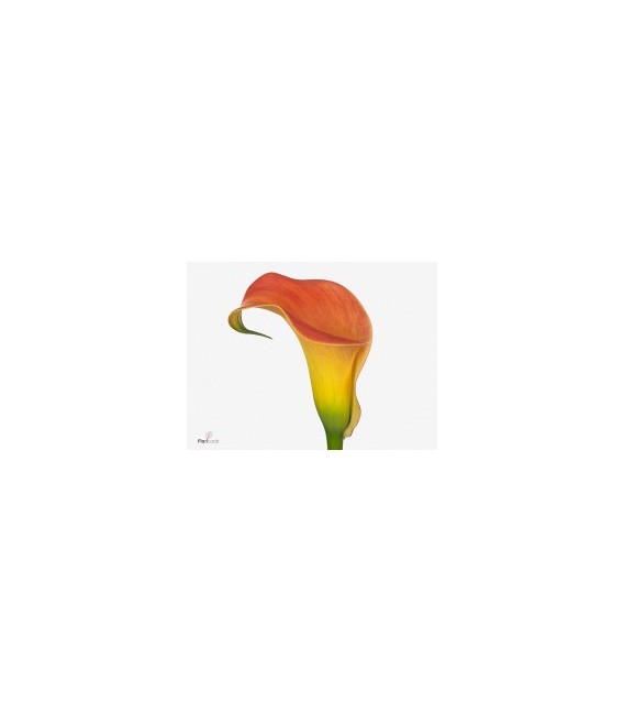 Calla Morning sun 60 cm