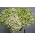 Hortensia Noblesse 60 cm