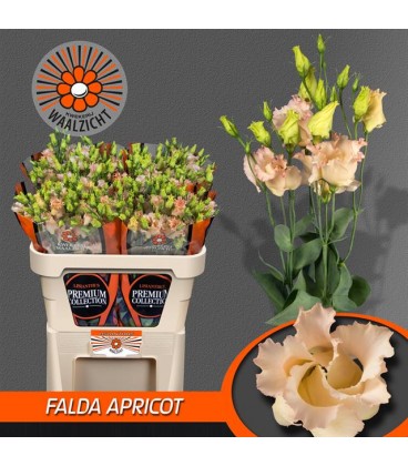 Lisianthus Falda Apricot
