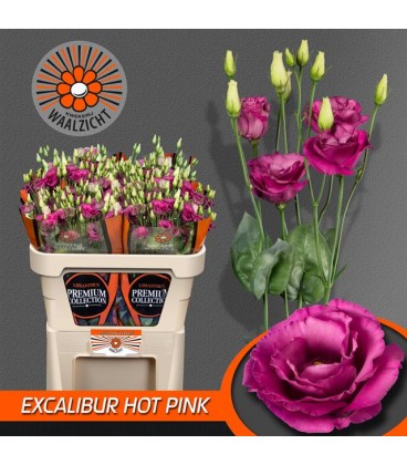 Lisianthus excal Hot pink 