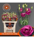 Lisianthus excal Hot pink 
