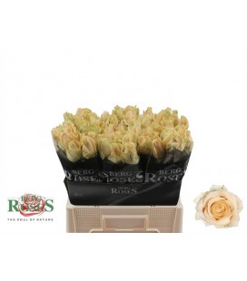 Rose Avalanche peach 60 cm 