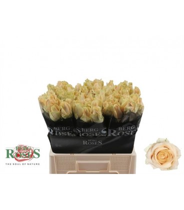 Rose avalanche peach 60 cm petit bo