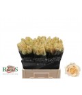 Rose avalanche peach 60 cm petit bo