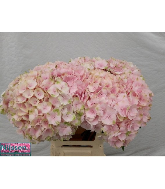 Hortensia Verena 60cm