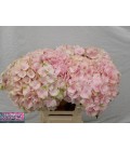 Hortensia Verena 70cm ROUGE ET VERT